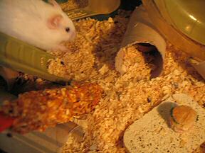 Picture of my hamster Lucy enjoying her Micro-Cheeseburger.