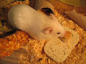 Picture of my hamster Lucy enjoying her Micro-Cheeseburger.
