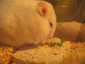 Picture of my hamster Lucy enjoying her Micro-Cheeseburger.