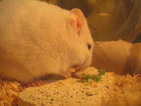 Picture of my hamster Lucy enjoying her Micro-Cheeseburger.