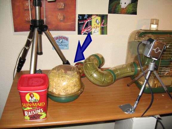 Raisins for my hamster Lucy, to celibrate HamsterTracker.com