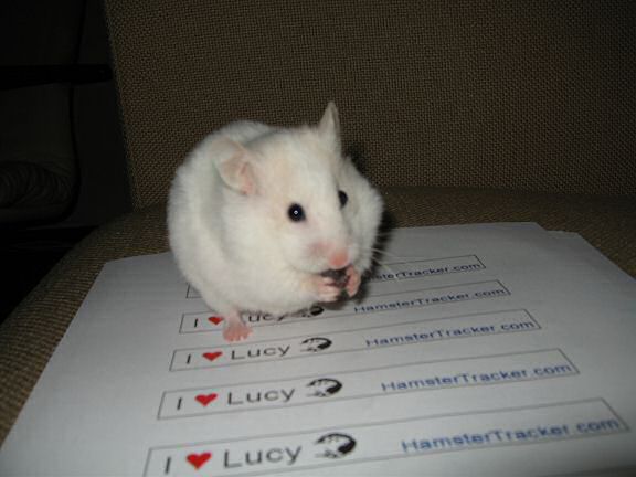 Picture of Lucy eating a raisin.