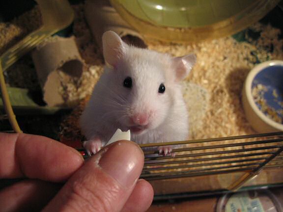 Picture of Lucy enjoying her Easter-egg.