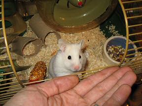 Picture of Lucy's behavioural experiment.