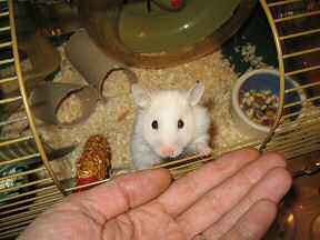 Picture of Lucy's behavioural experiment.