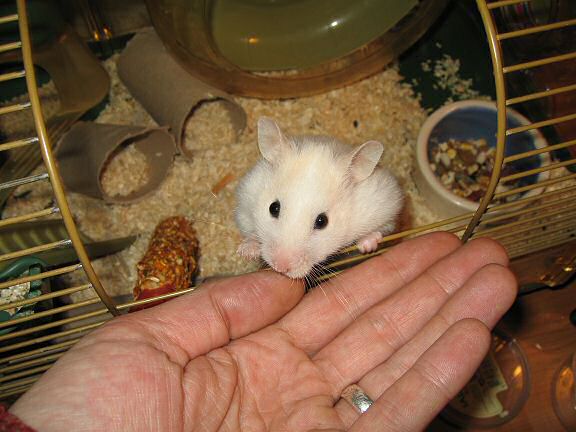 Picture of Lucy's behavioural experiment.