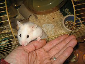 Picture of Lucy's behavioural experiment.