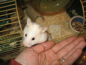 Picture of Lucy's behavioural experiment.