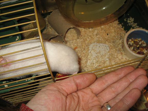 Picture of Lucy's behavioural experiment.