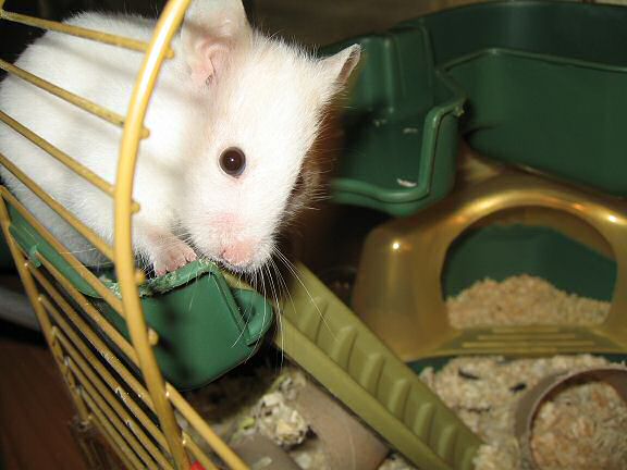 Picture of Lucy trying to get out of her cage by being awesomely cute.