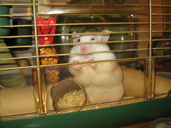 Picture of Lucy's business negotiating.