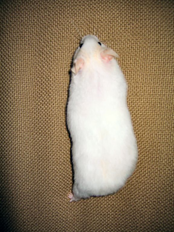 Picture of Lucy climbing up the back of the couch.