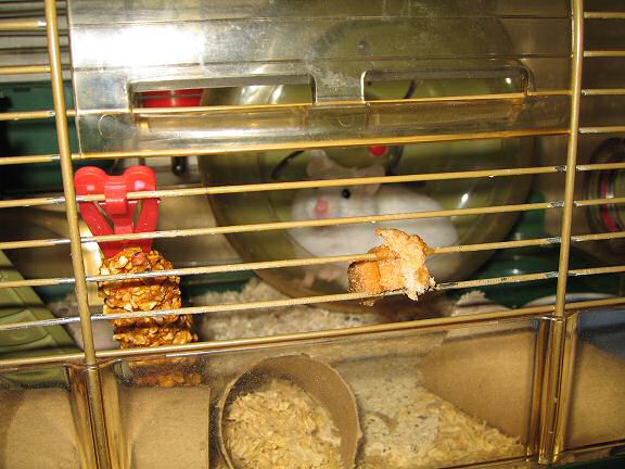 Picture of my hamster Lucy during the Toast & Peanutbutter experiment.