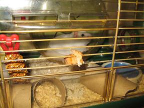 Picture of my hamster Lucy during the Toast & Peanutbutter experiment.