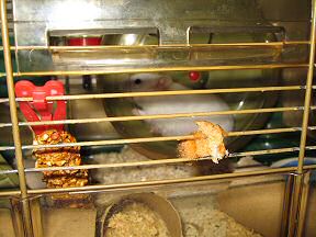 Picture of my hamster Lucy during the Toast & Peanutbutter experiment.