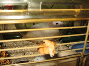 Picture of my hamster Lucy during the Toast & Peanutbutter experiment.