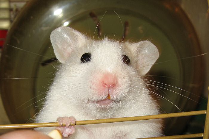 Picture of my hamster Lucy during the Toast & Peanutbutter experiment.