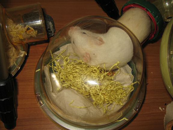 Picture of my hamster inspecting her new bedding.