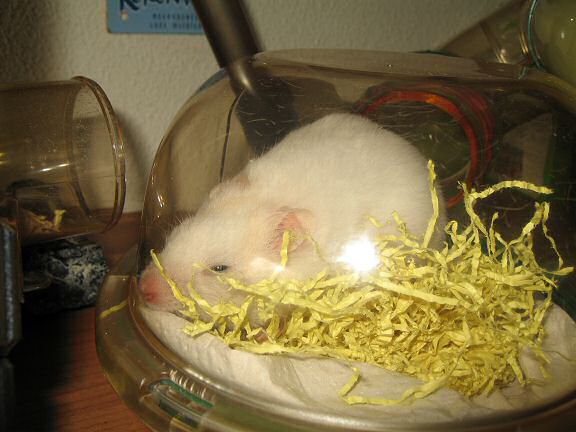 Picture of my hamster inspecting her new bedding.