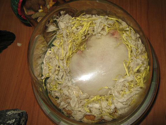 Picture of the bedroom of my hamster Lucy.