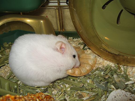 Picture of my hamster Lucy, enjoying her Vitakraft treat.