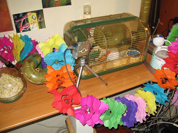 Picture of my hamster cage, dressed for Lucy's birthday.