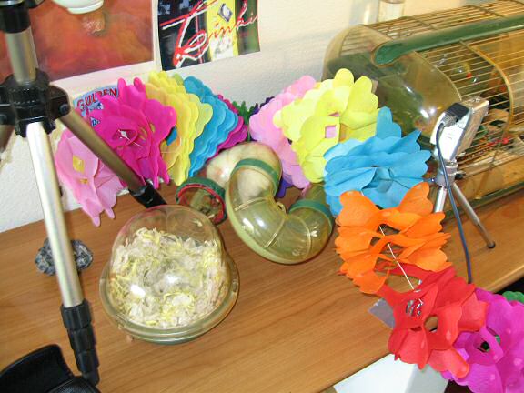 Picture of my hamster cage, dressed for Lucy's birthday.
