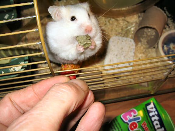 Vitakraft Happy Elephants for Lucy.