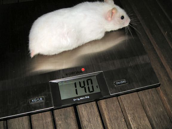 Picture of my hamster Lucy on the weigher.