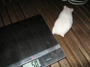 Picture of my hamster Lucy on the weigher.