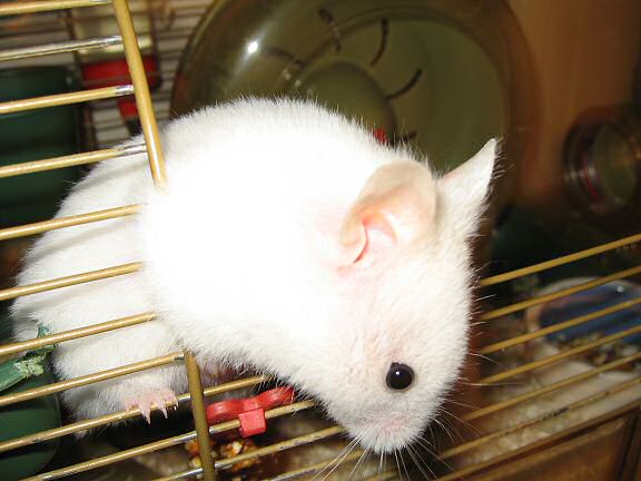 Picture of my hamster Lucy climbing out of her cage.