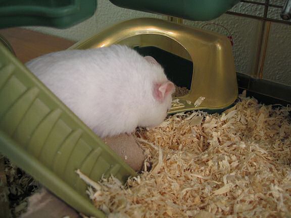 Picture of my hamster Lucy climbing out of her cage.