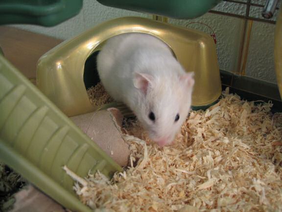 Picture of my hamster Lucy climbing out of her cage.