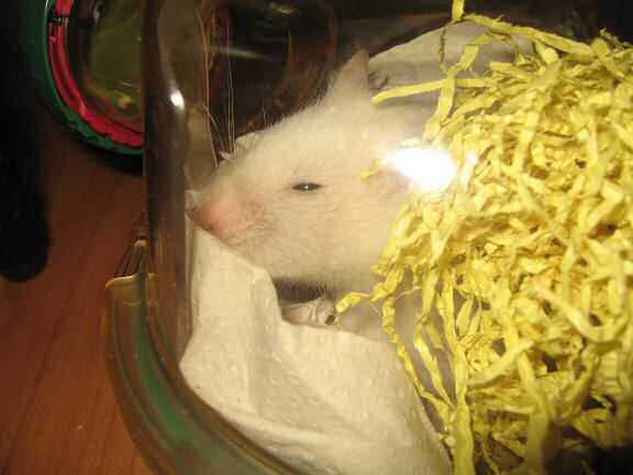 Picture of my hamster Lucy being busy with her bedding in her bedroom.