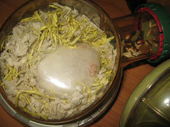 Picture of my hamster Lucy sleeping.