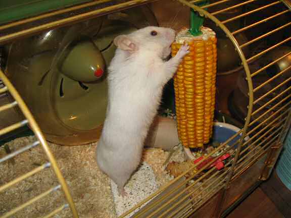 Picture of my hamster Lucy plundering a huge corn.