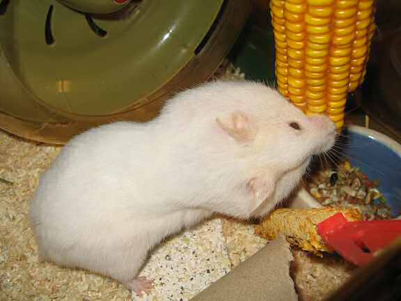 Picture of my hamster Lucy plundering a huge corn.