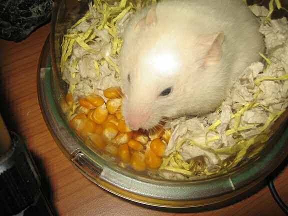 Picture of my hamster Lucy dumping from a huge corn.