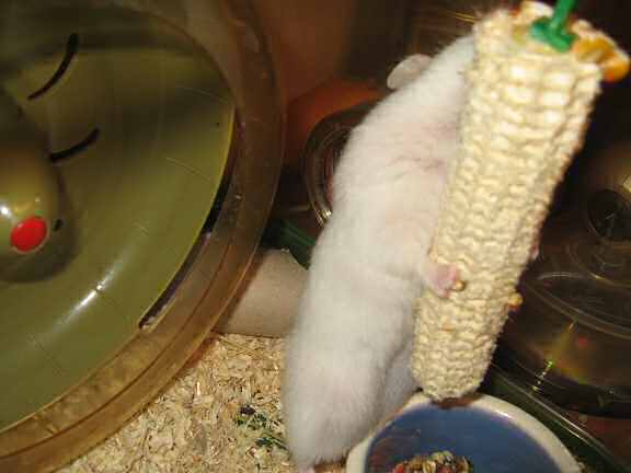 Picture of my hamster Lucy plundering a huge corn.