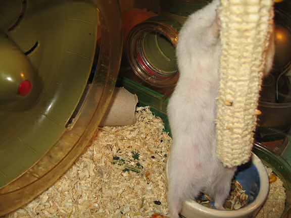 Picture of my hamster Lucy plundering a huge corn.