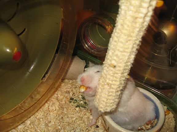 Picture of my hamster Lucy dumping from a huge corn.