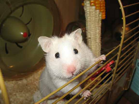 Picture of my hamster Lucy, greeting me 