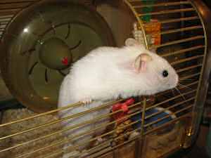 Picture of my hamster Lucy, greeting me 