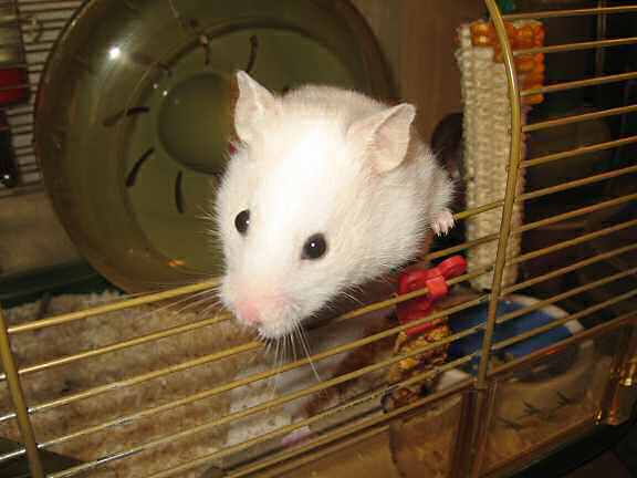 Picture of my hamster Lucy, greeting me 