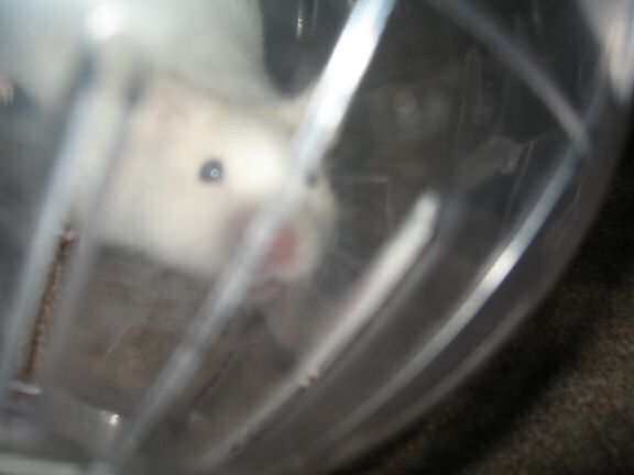Picture of my hamster Lucy, enjoying her Explorer ball.