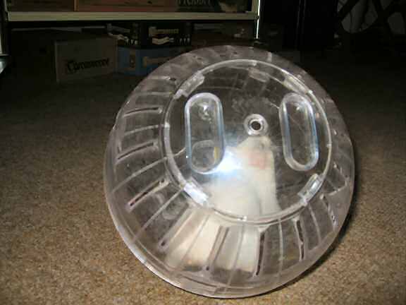 Picture of my hamster Lucy, enjoying her Explorer ball.