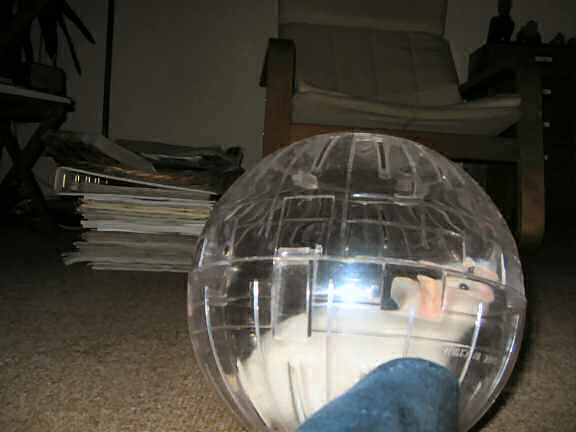 Picture of my hamster Lucy, enjoying her Explorer ball.