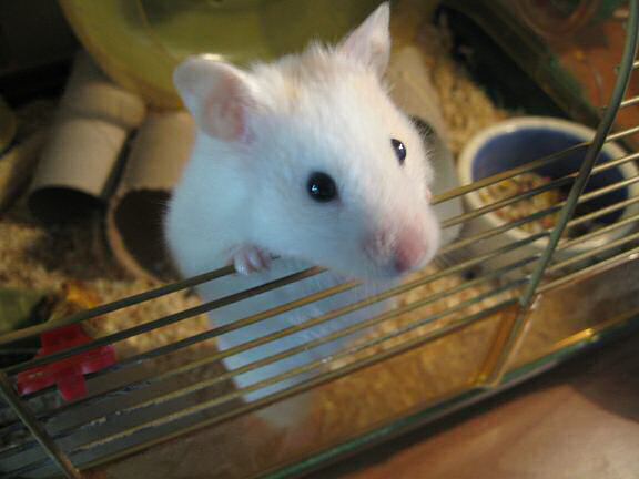 Picture of my hamster Lucy after her big jump, yesterday.