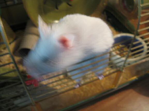 Picture of my hamster Lucy after her big jump, yesterday, shaking her head: NO NO NO!