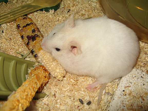 Picture of my hamster Lucy hoarding some corn.